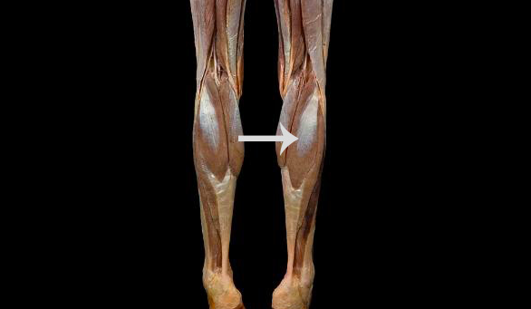 solved-this-muscle-everts-inverts-dorsiflexes-or-plantar-chegg