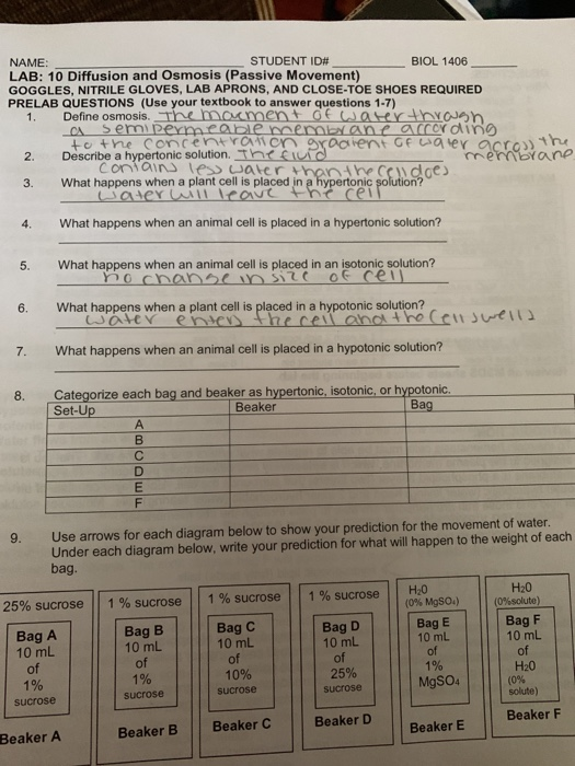 Lab Activities Osmosis And Diffusion Through Dialysis, 47 OFF