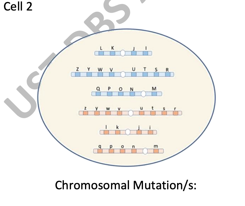 Solved Study the cell with a diploid number of six (2n=6) | Chegg.com