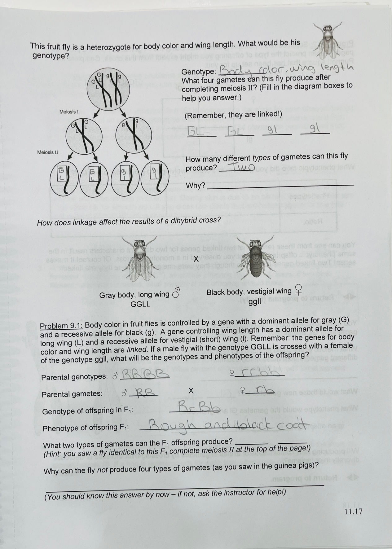 Solved This Fruit Fly Is A Heterozygote For Body Color And 