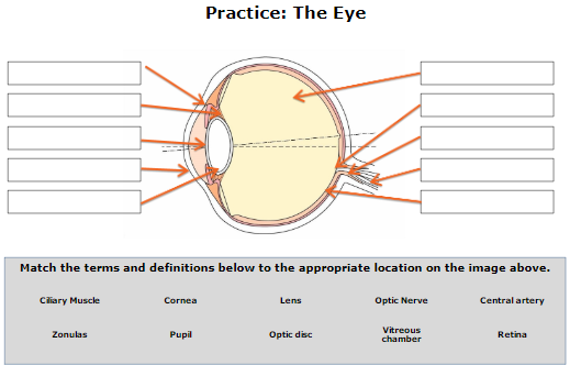 Solved Practice: The Eye Match The Terms And Definitions 