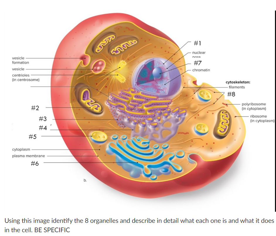 Solved vesicle formation vesicle centrioles (in centrosome) | Chegg.com