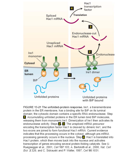 Solved Which of the following molecular mechanisms is NOT | Chegg.com