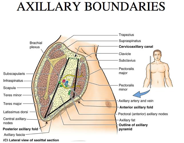 suspensory ligament of axilla