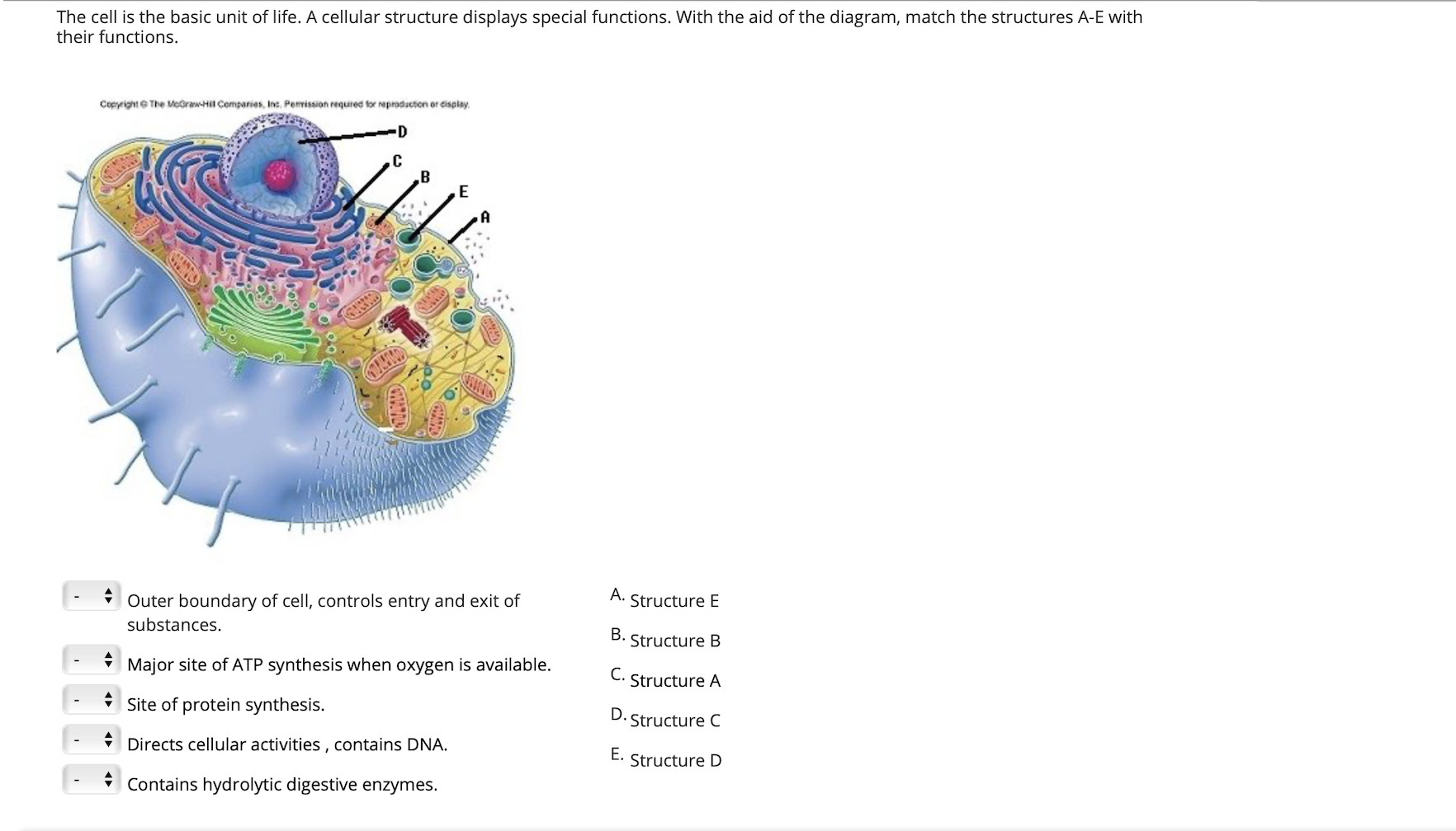 solved-the-cell-is-the-basic-unit-of-life-a-cellular-chegg