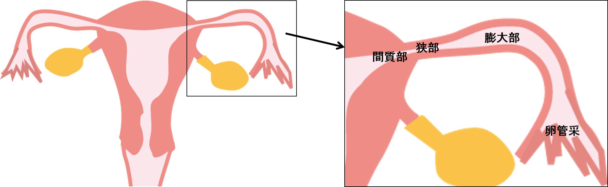 解剖学 泌尿器 生殖器 Flashcards Chegg Com