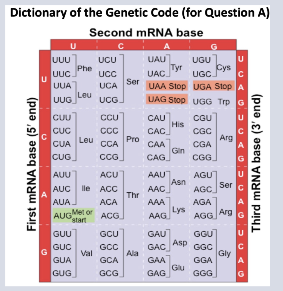 Dna Genetic Code Dictionary The Genetic Code