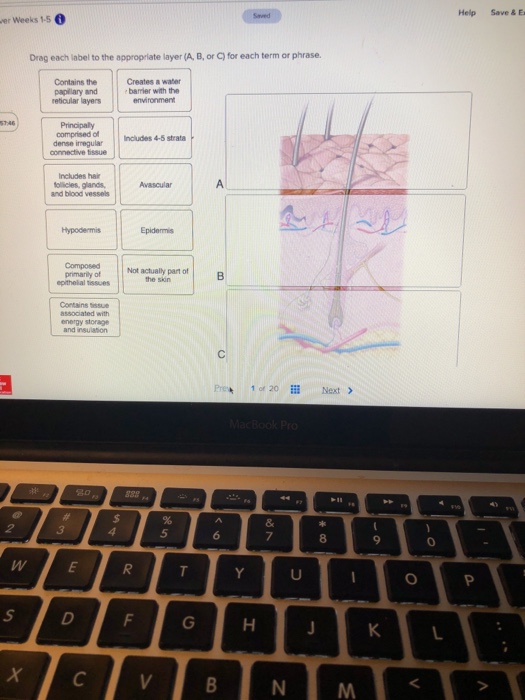 Solved Help Save & E er Weeks 1-5 Drag each label to the | Chegg.com