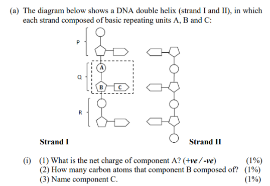 Solved (a) The diagram below shows a DNA double helix | Chegg.com