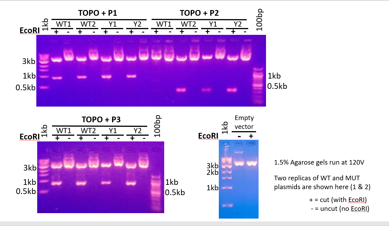 Online Lab Data Analysis Activity 2