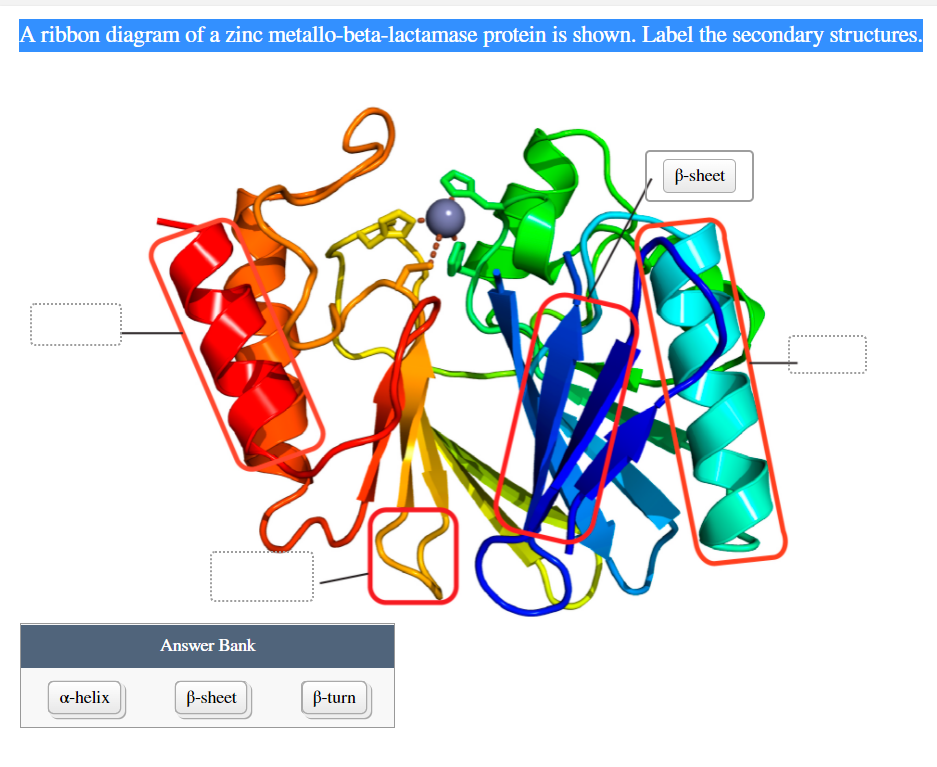 Solved A ribbon diagram of a zinc metallo-beta-lactamase | Chegg.com