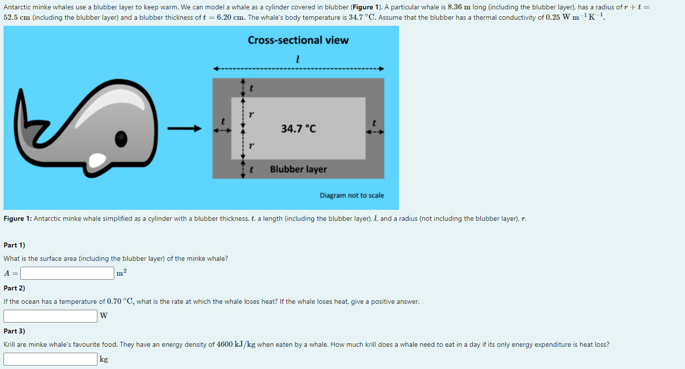 Solved Antarctic minke whales use a blubber layer to keep