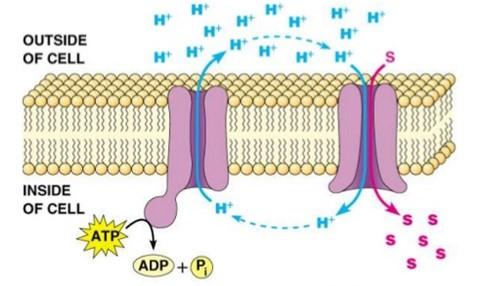 Solved Use the image below to help explain direct (primary) | Chegg.com
