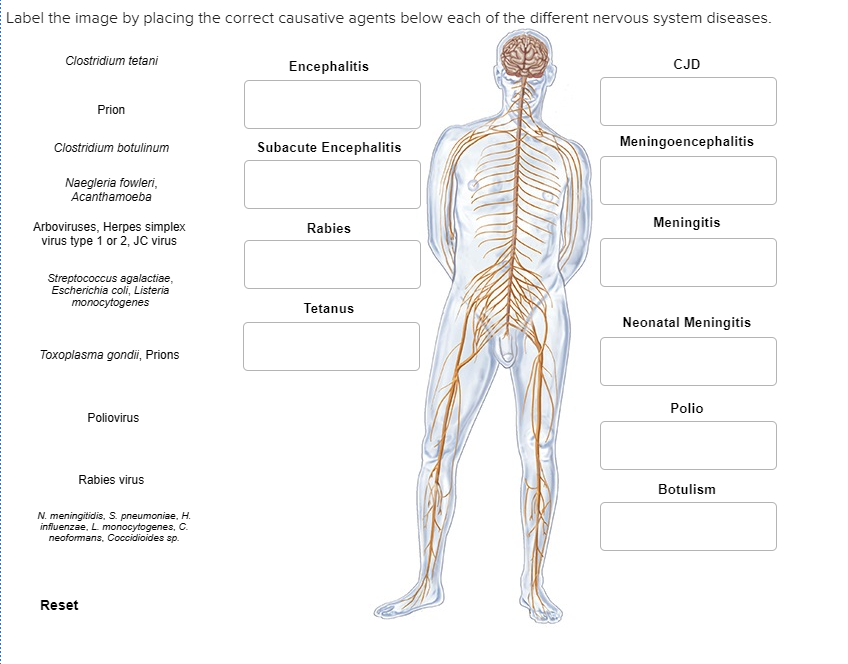 Nervous System Diagram Without Labels : Thumb Image Nervous System ...