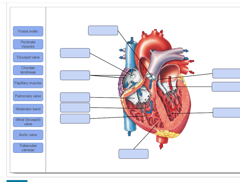 Solved Art-labeling Activity: Internal Anatomy Of The Heart 