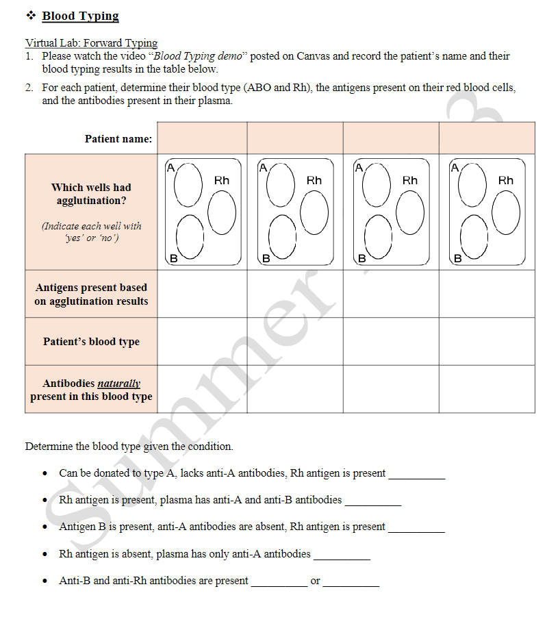 Solved * Blood Typing Virtual Lab: Forward Typing 1. Please | Chegg.com