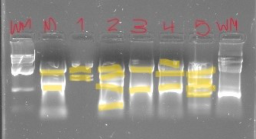Solved Assuming that the DNA of the suspect samples is | Chegg.com