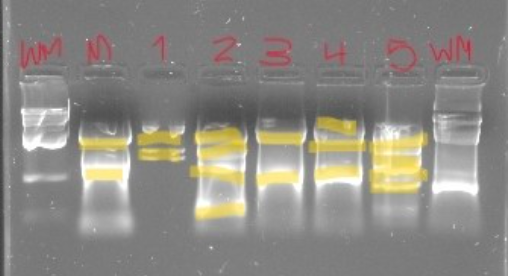 Solved Assuming That The DNA Of The Suspect Samples Is | Chegg.com