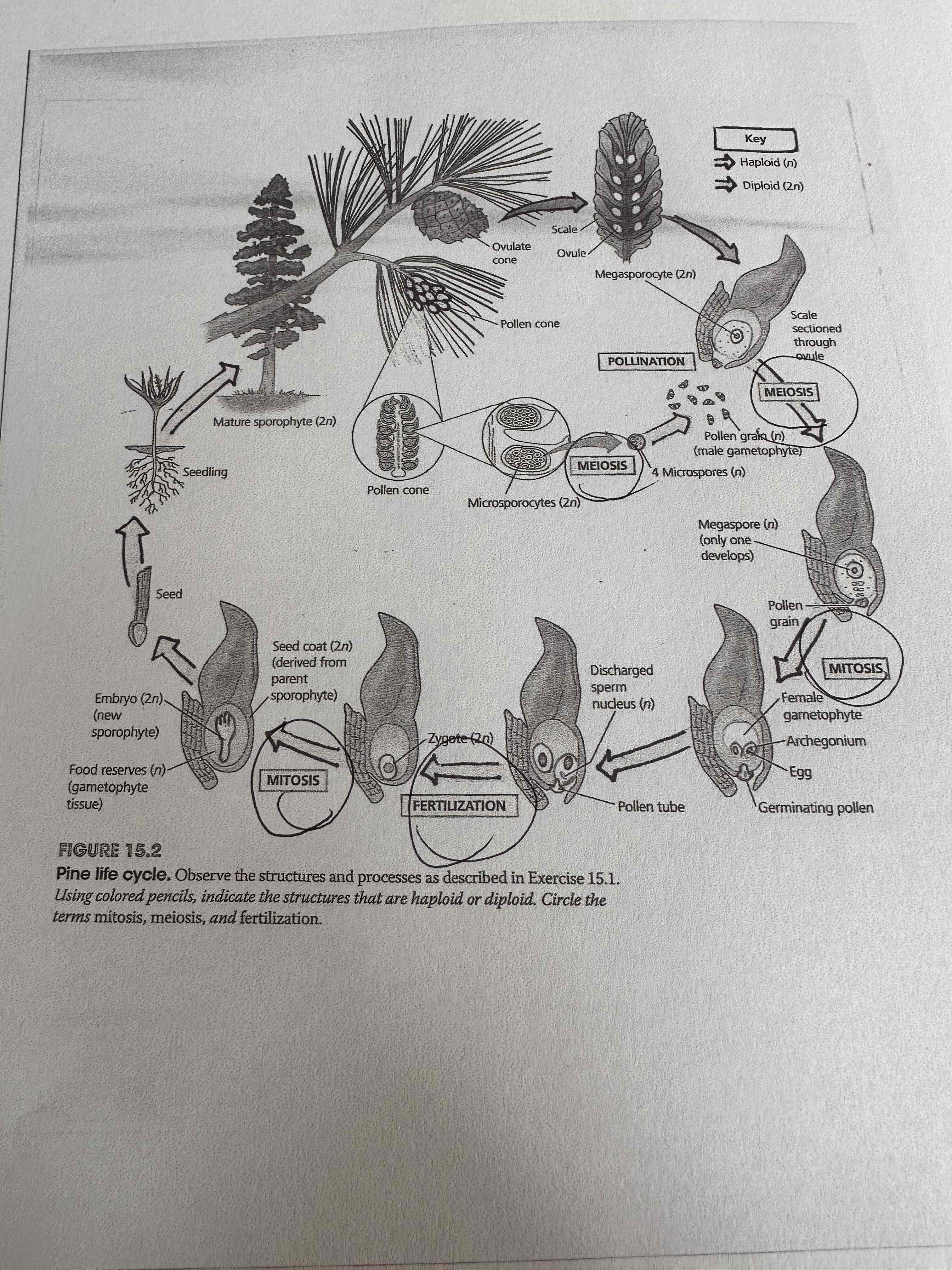 Solved Using colored pencils, indicate the structures that | Chegg.com