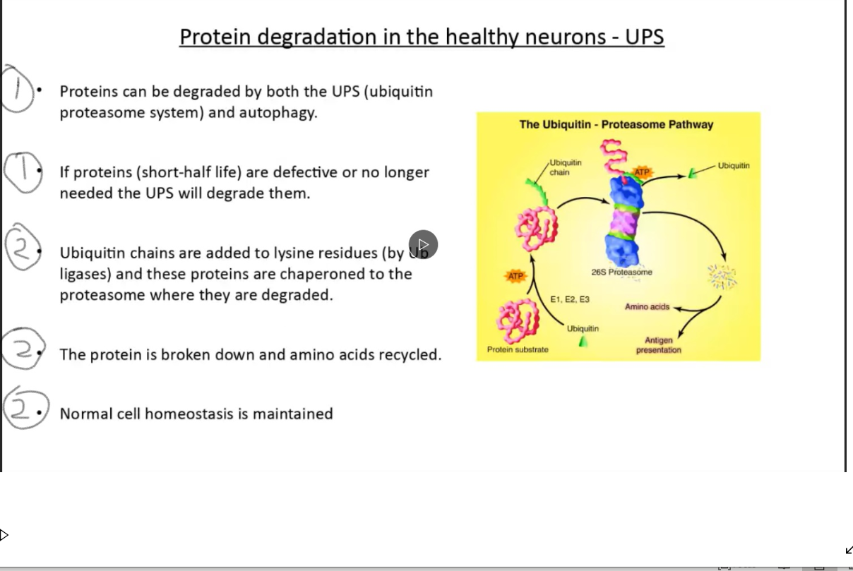 Solved Explain how the ubiquitin proteasome system is | Chegg.com