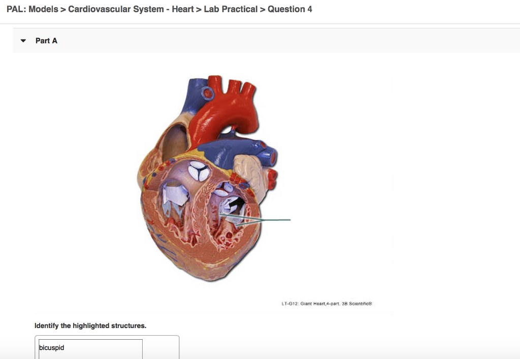 Solved PAL Models > Cardiovascular System Heart > Lab