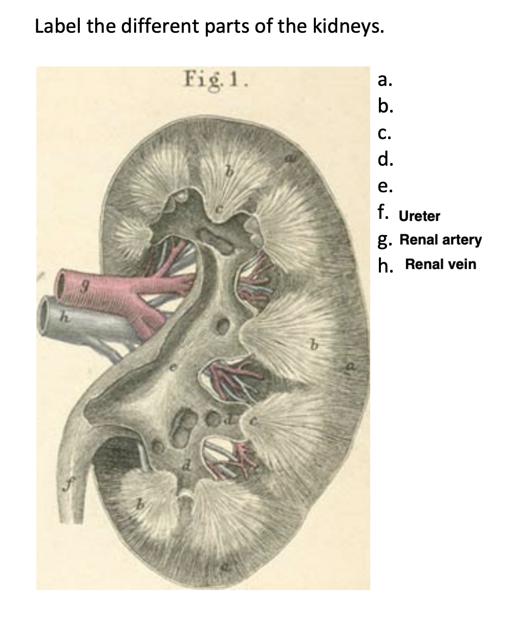 Solved Label The Different Parts Of The Kidneys Fig 1 Chegg Com