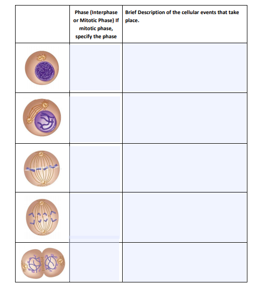 Solved Phase (Interphase Brief Description of the cellular Biology Diagrams