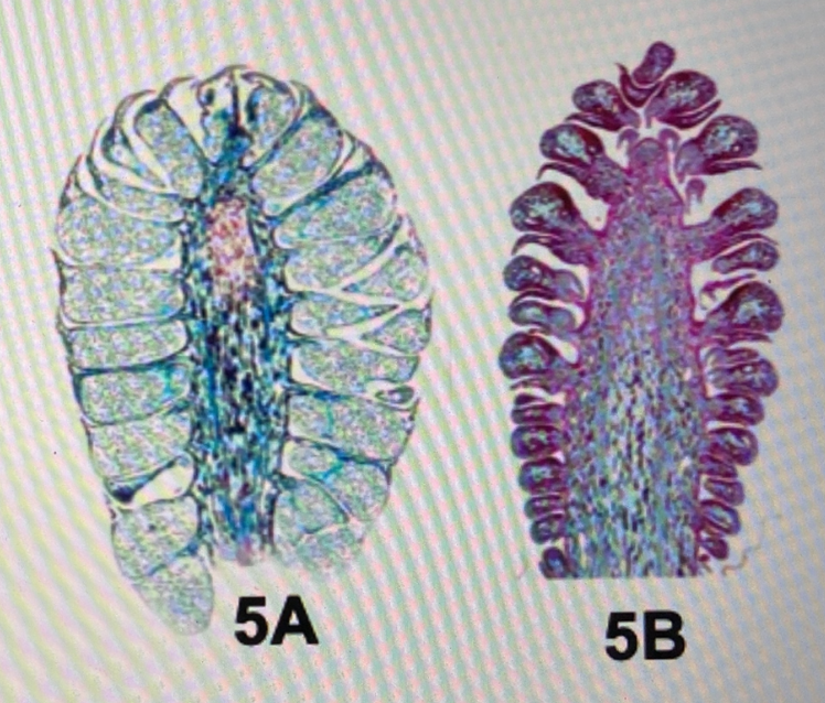 Solved G OINGUEZ CON YOYO K COSMO 5) Examine specimens 5A