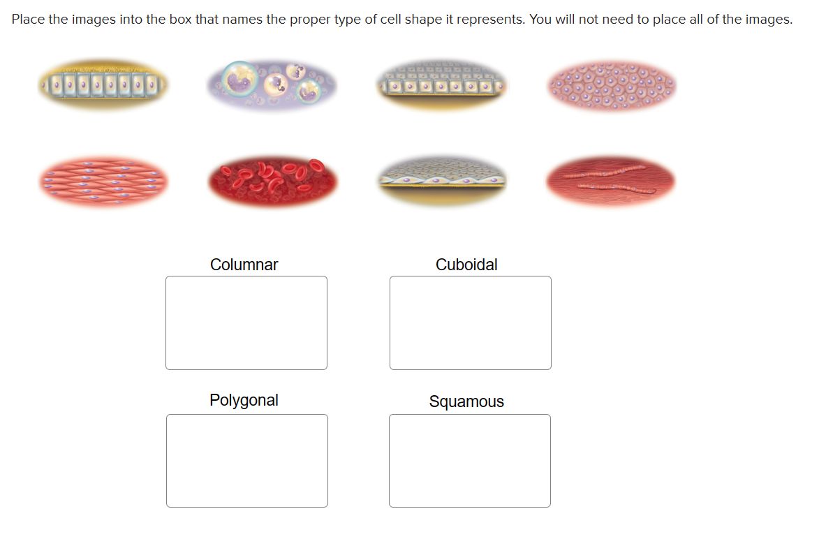 Solved Place the images into the box that names the proper | Chegg.com