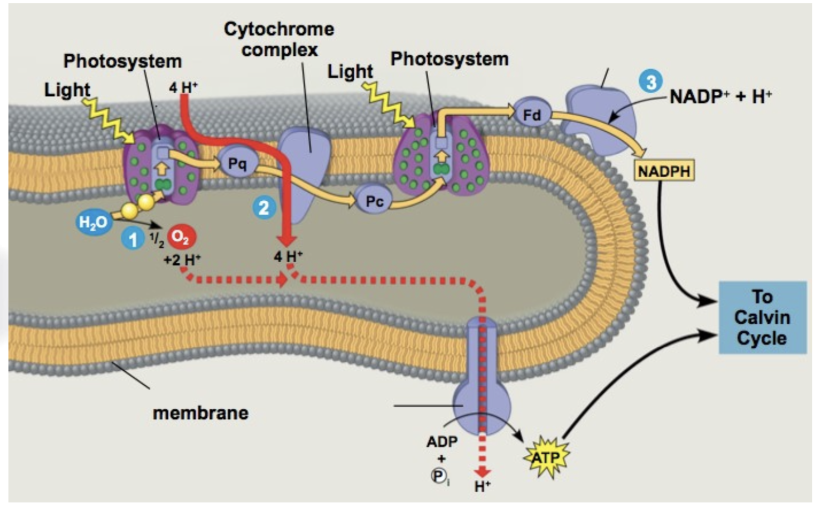 Solved 4. The process of photosynthesis begins with the | Chegg.com