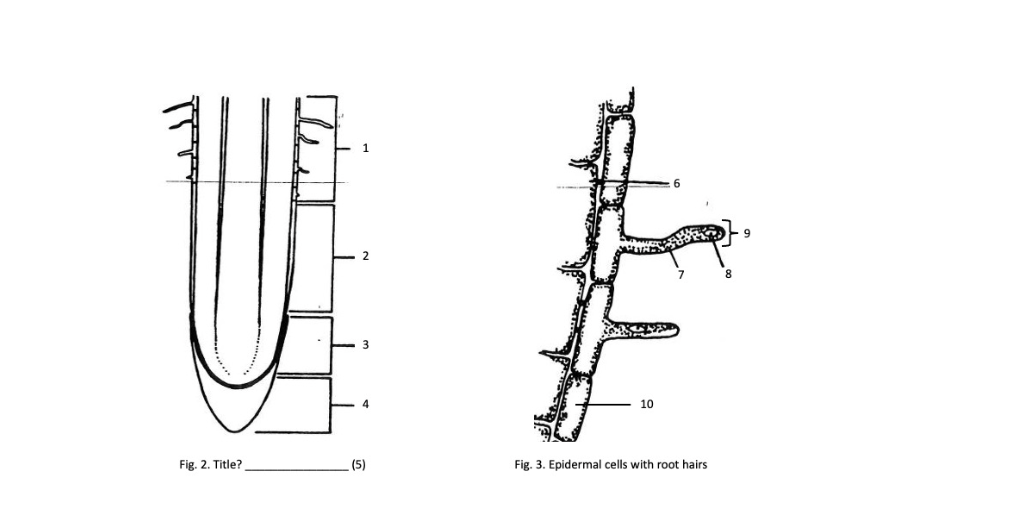 Solved Please help me Identify structures labeled | Chegg.com