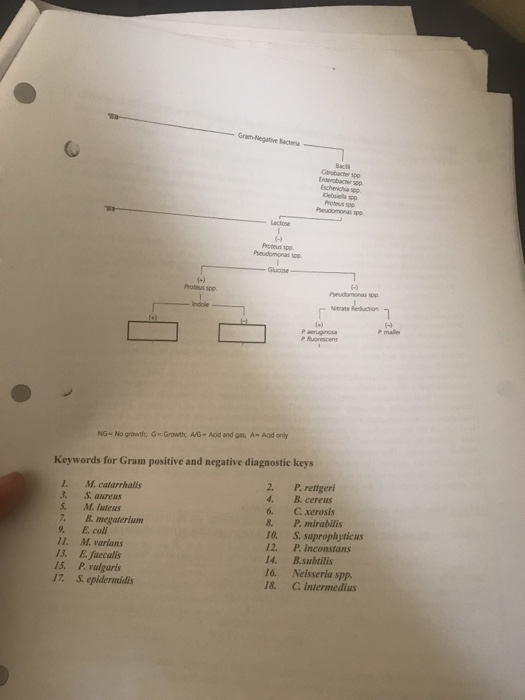 Solved Complete the diagnostic keys investigate | Chegg.com