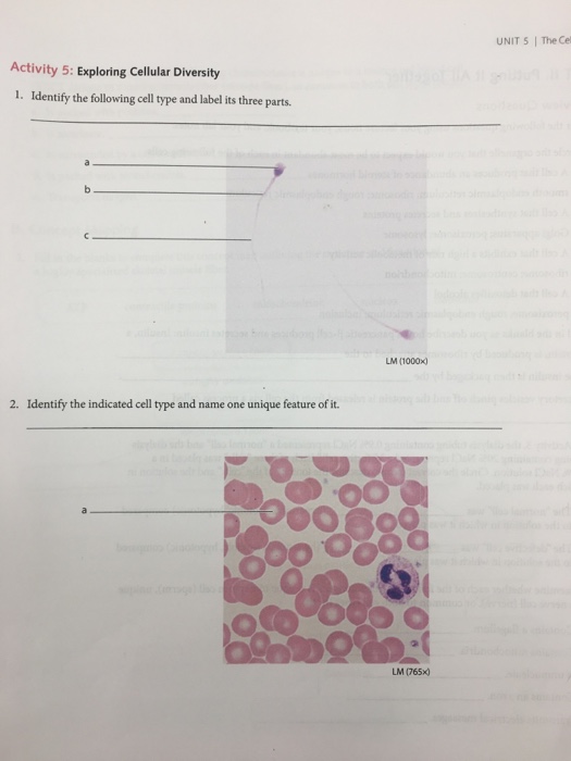 Solved Unit 5 The Cel Activity 5 Exploring Cellular 5107