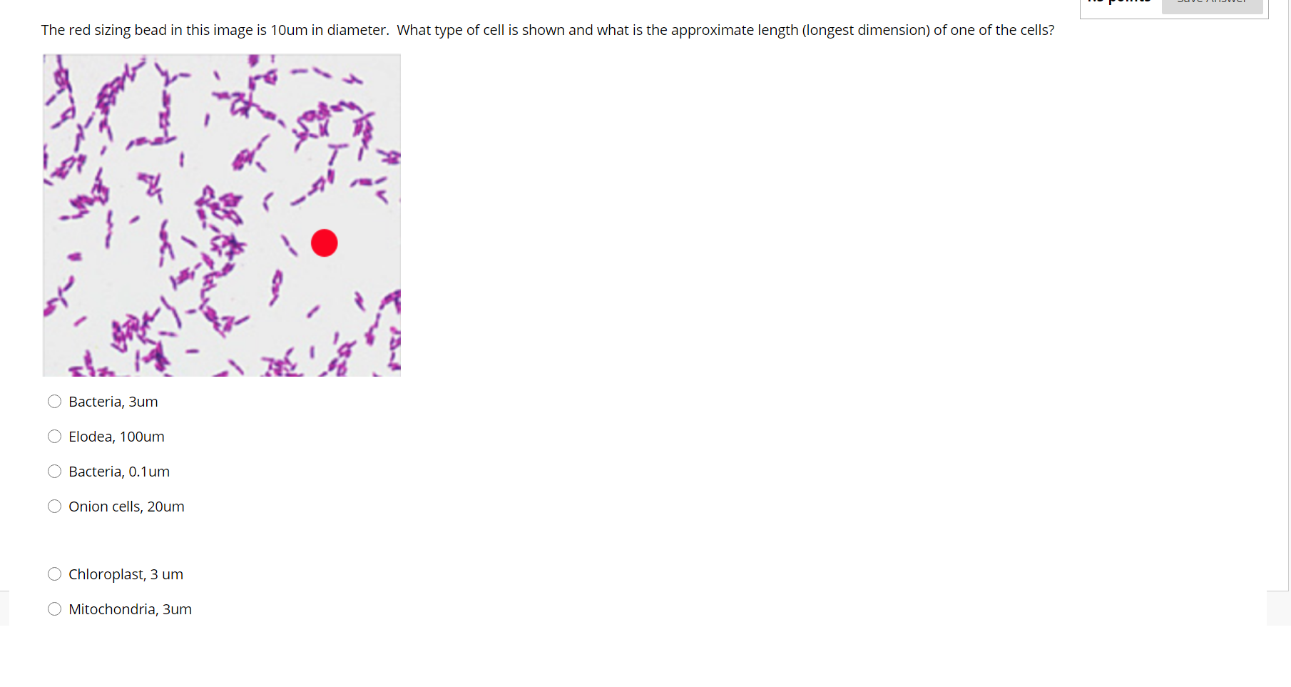 solved-the-red-sizing-bead-in-this-image-is-10um-in-chegg