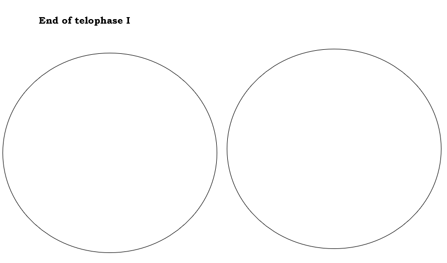 Solved Using a diploid number of 4, draw the phases of | Chegg.com