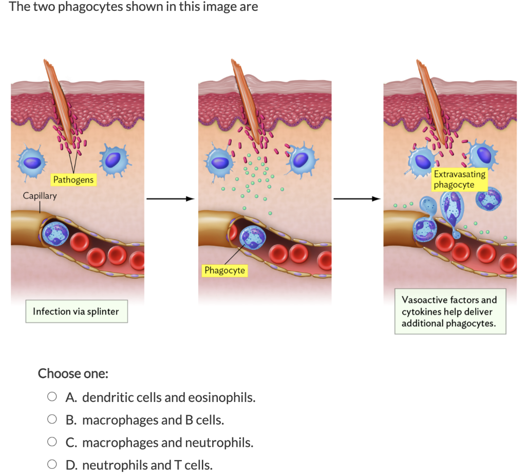Solved The two phagocytes shown in this image are Pathogens | Chegg.com