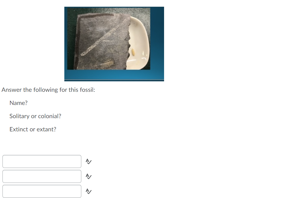 Solved Answer the following for this fossil: Name? Solitary | Chegg.com