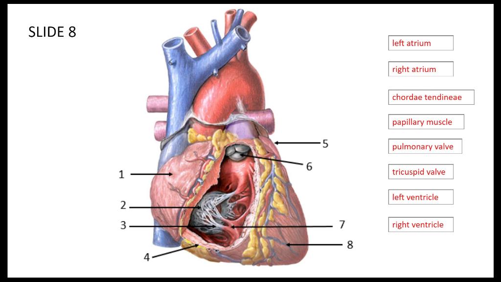 Solved Ch 18 Lab activity 1: Review of heart anatomy | Chegg.com