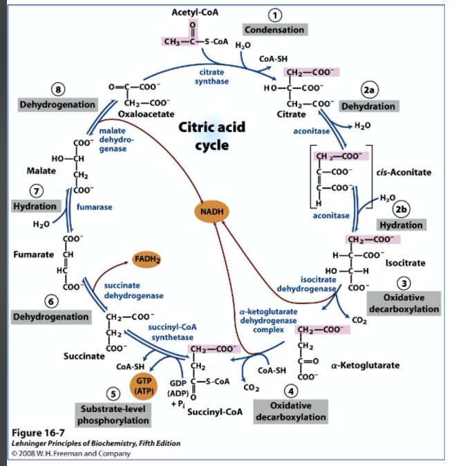 Solved The image below shows the citric acid cycle. | Chegg.com