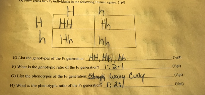 Solved 58 Symbol H Is The Allele For Straight Hair And H Chegg