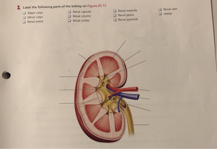 Solved 1 Label the following parts of the kidney on Figure | Chegg.com