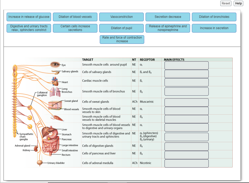 Solved CH 4 11 of 26 ArtLabeling Activity Main effects of