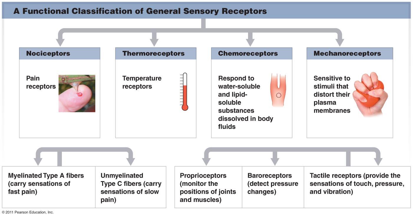 sensory receptors types and functions