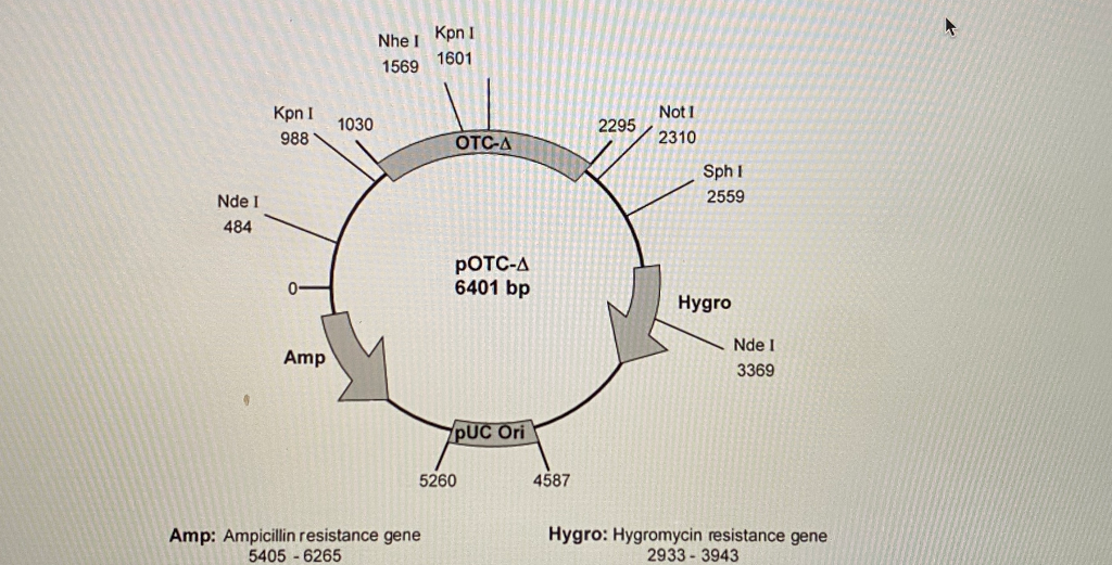 Solved Analysis of your PCR results on the gel (Refer to | Chegg.com