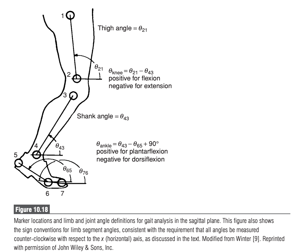 Joint angle definitions in the sagittal plane Ankle angle: ankle