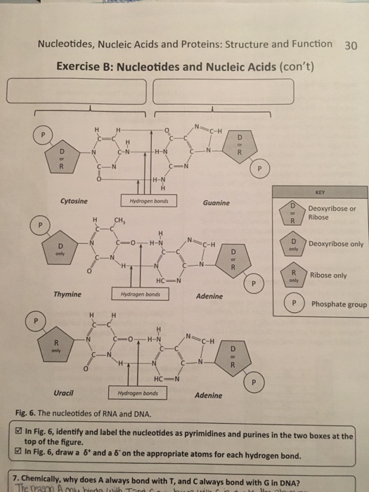 Solved 30 Nucleotides, Nucleic Acids and Proteins Structure