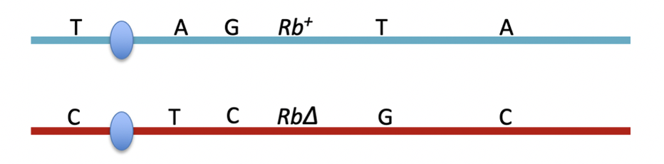 Solved Rb is a tumor suppressor gene that | Chegg.com