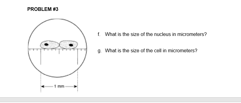 solved-problem-3-f-what-is-the-size-of-the-nucleus-in-chegg