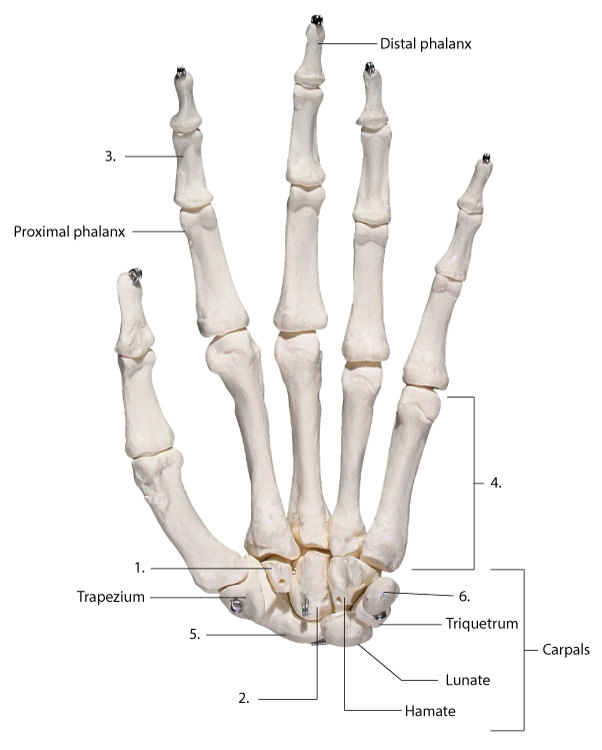 Solved Distal Phalanx 3. Proximal Phalanx 4. 1. Trapezium 6. 