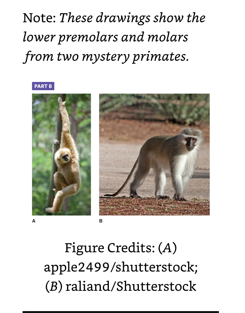 PART B Use the primate material provided by your